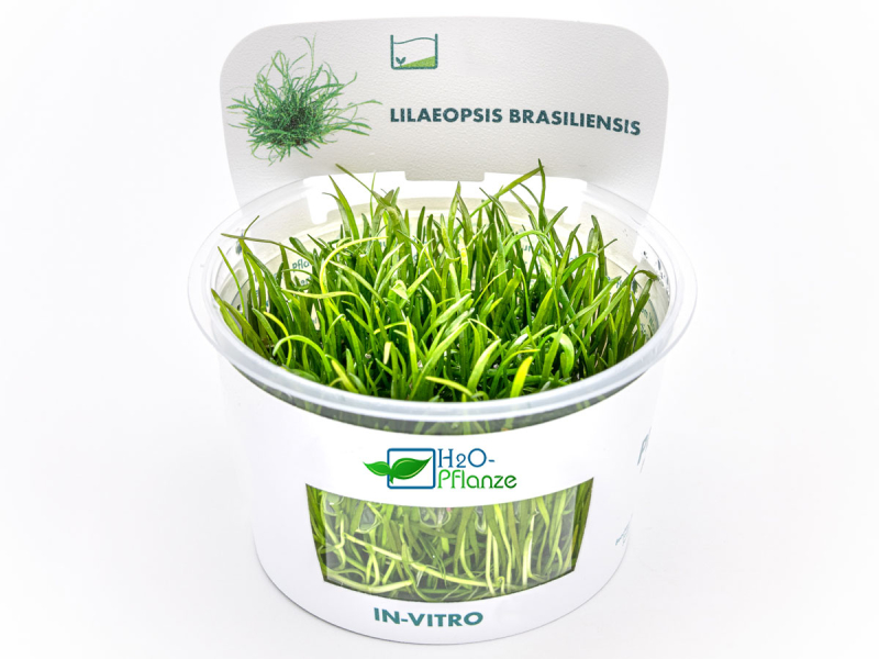 Brasilianische Graspflanze - Lilaeopsis brasiliensis in vitro